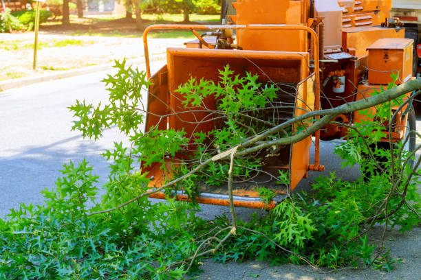 Residential Tree Removal in De Smet, SD